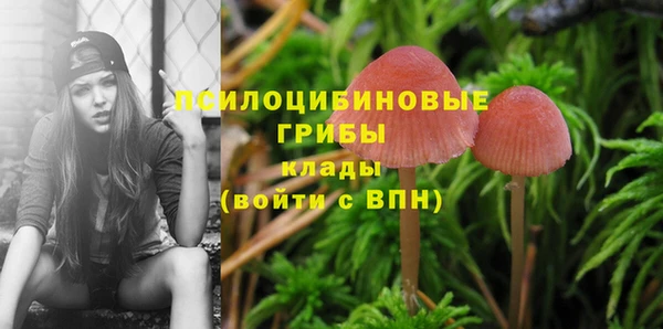 ГАЛЛЮЦИНОГЕННЫЕ ГРИБЫ Белокуриха